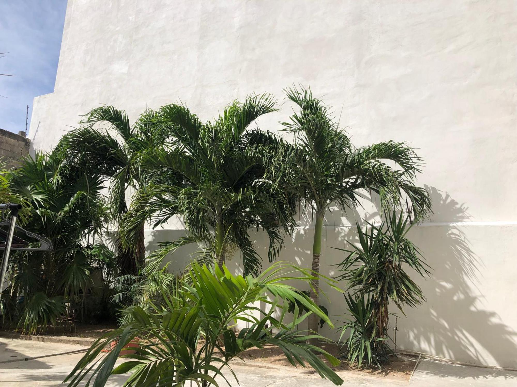 Studios Playa Playa del Carmen Exterior foto